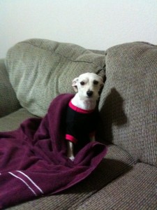 Dolli, shaved and wearing a sweater