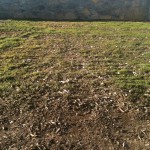 Grass begins to grow!