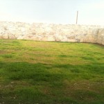 Grass getting thicker